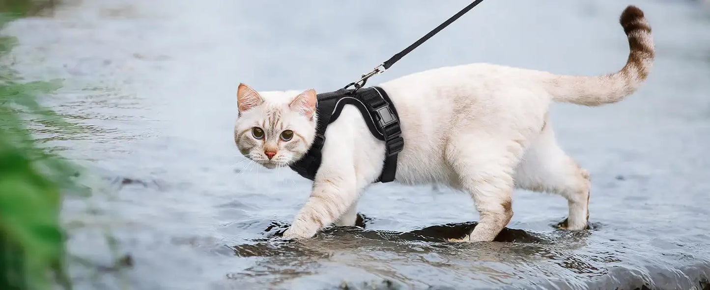 Give Your Cat the Comfort & Safety They Deserve!