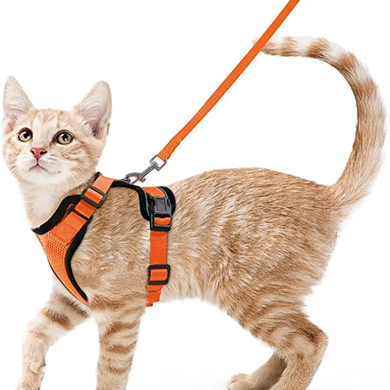 Give Your Cat the Comfort & Safety They Deserve!