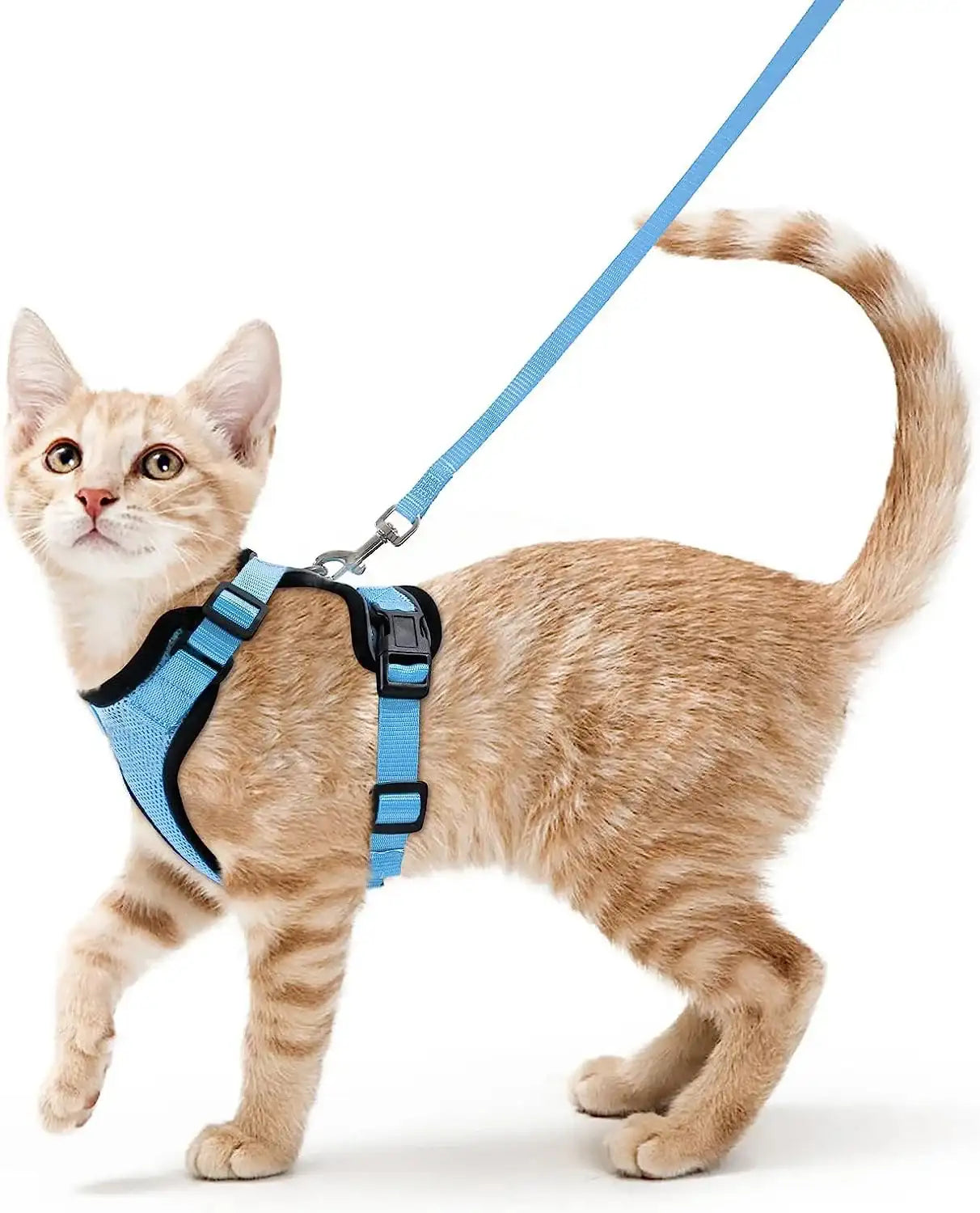 Give Your Cat the Comfort & Safety They Deserve!