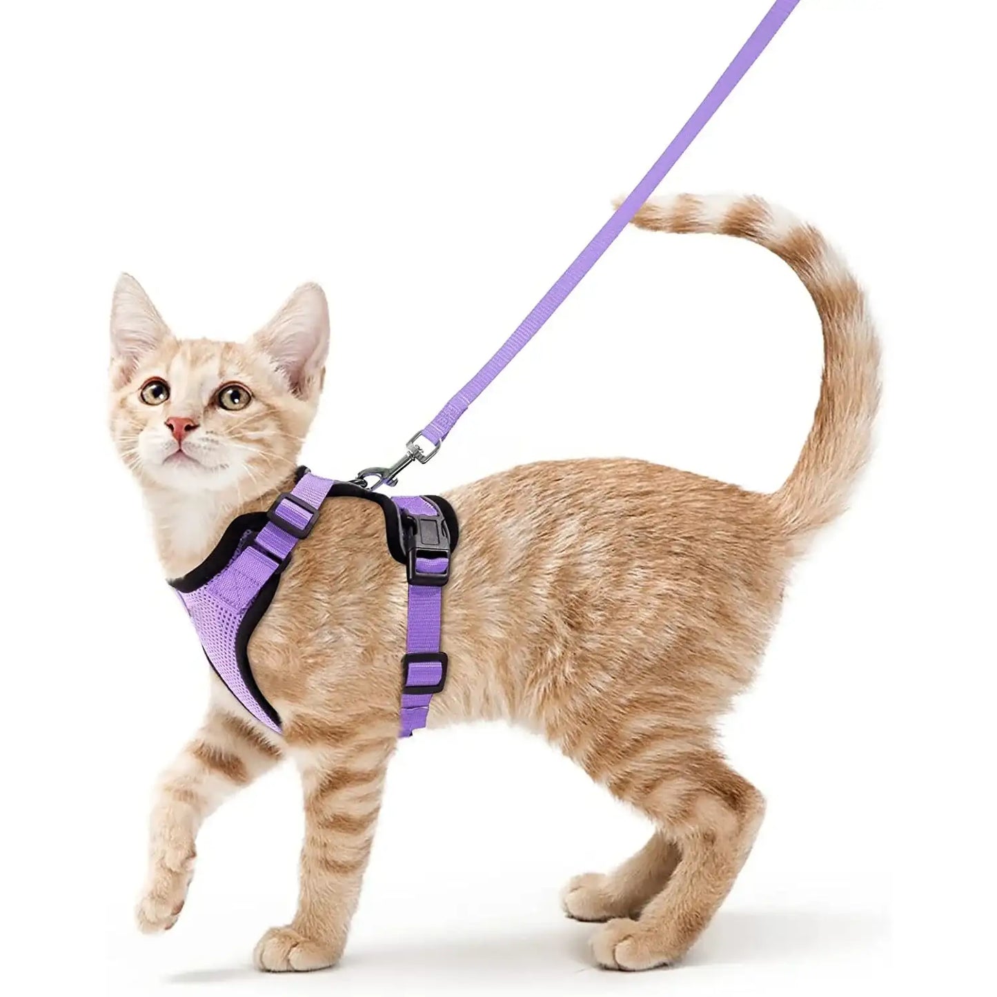 Give Your Cat the Comfort & Safety They Deserve!