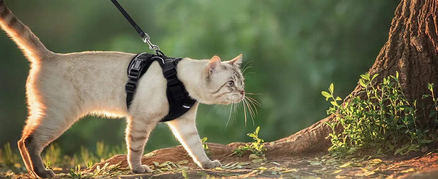 Give Your Cat the Comfort & Safety They Deserve!