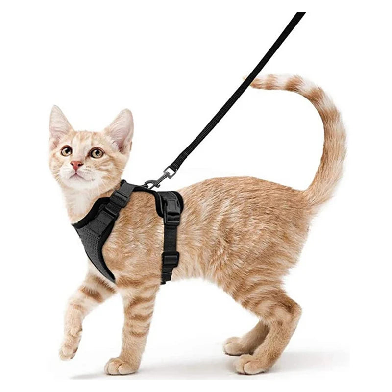 Give Your Cat the Comfort & Safety They Deserve!