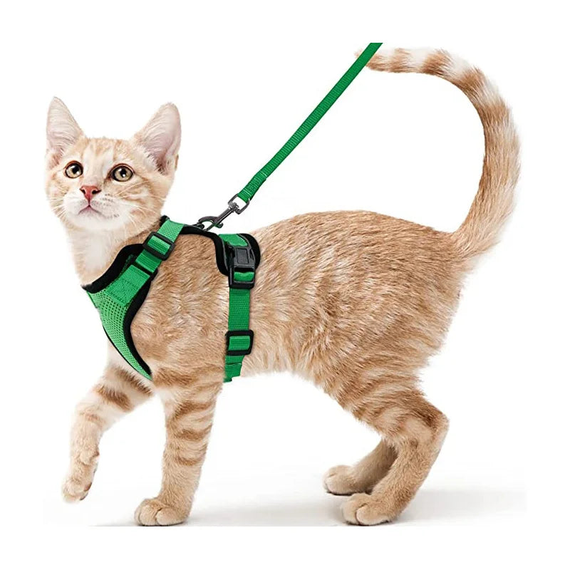 Give Your Cat the Comfort & Safety They Deserve!