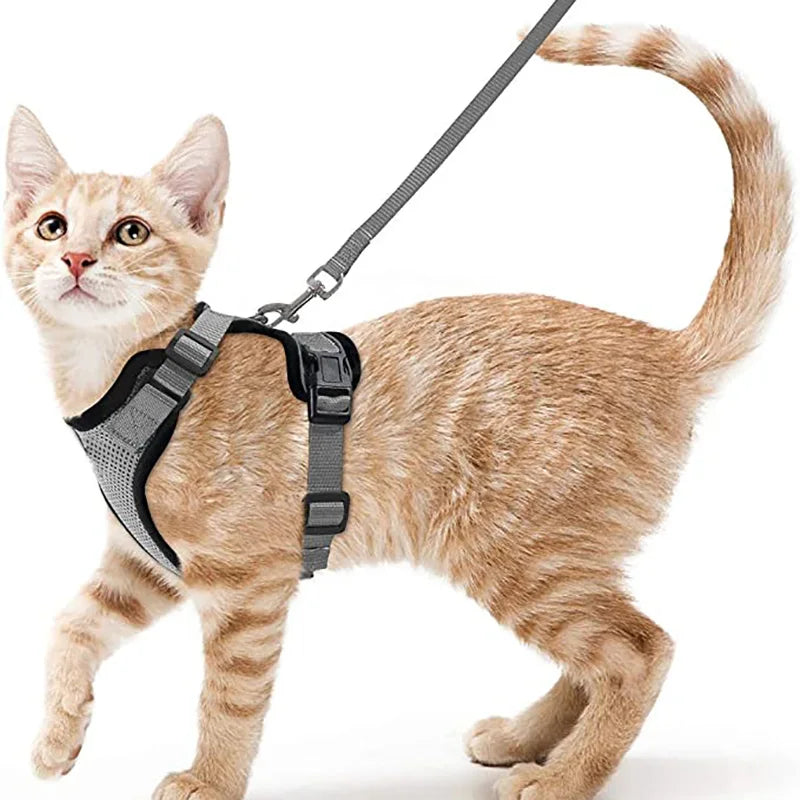 Give Your Cat the Comfort & Safety They Deserve!