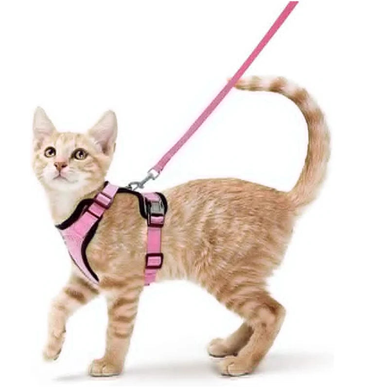 Give Your Cat the Comfort & Safety They Deserve!