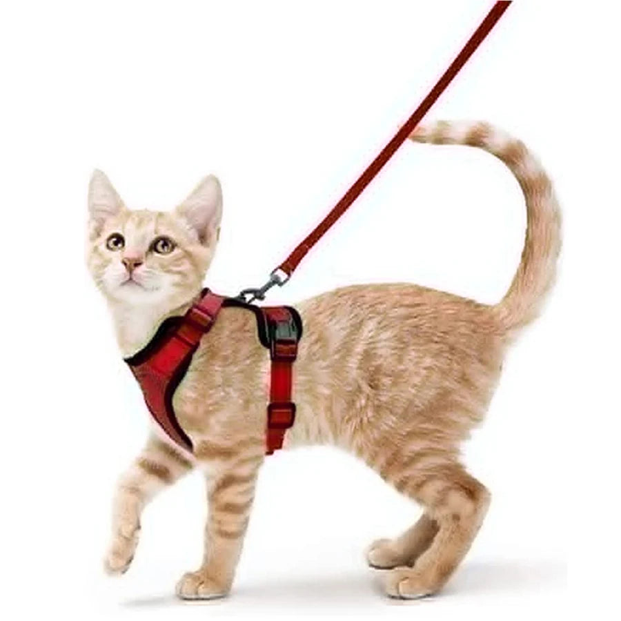 Give Your Cat the Comfort & Safety They Deserve!