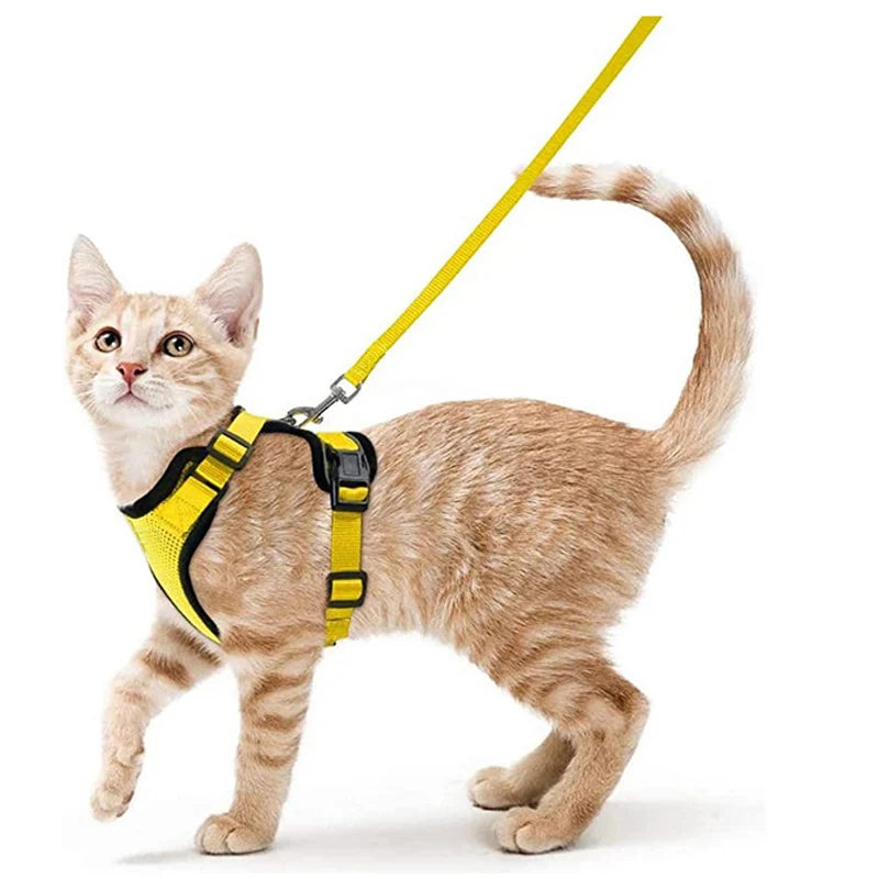 Give Your Cat the Comfort & Safety They Deserve!