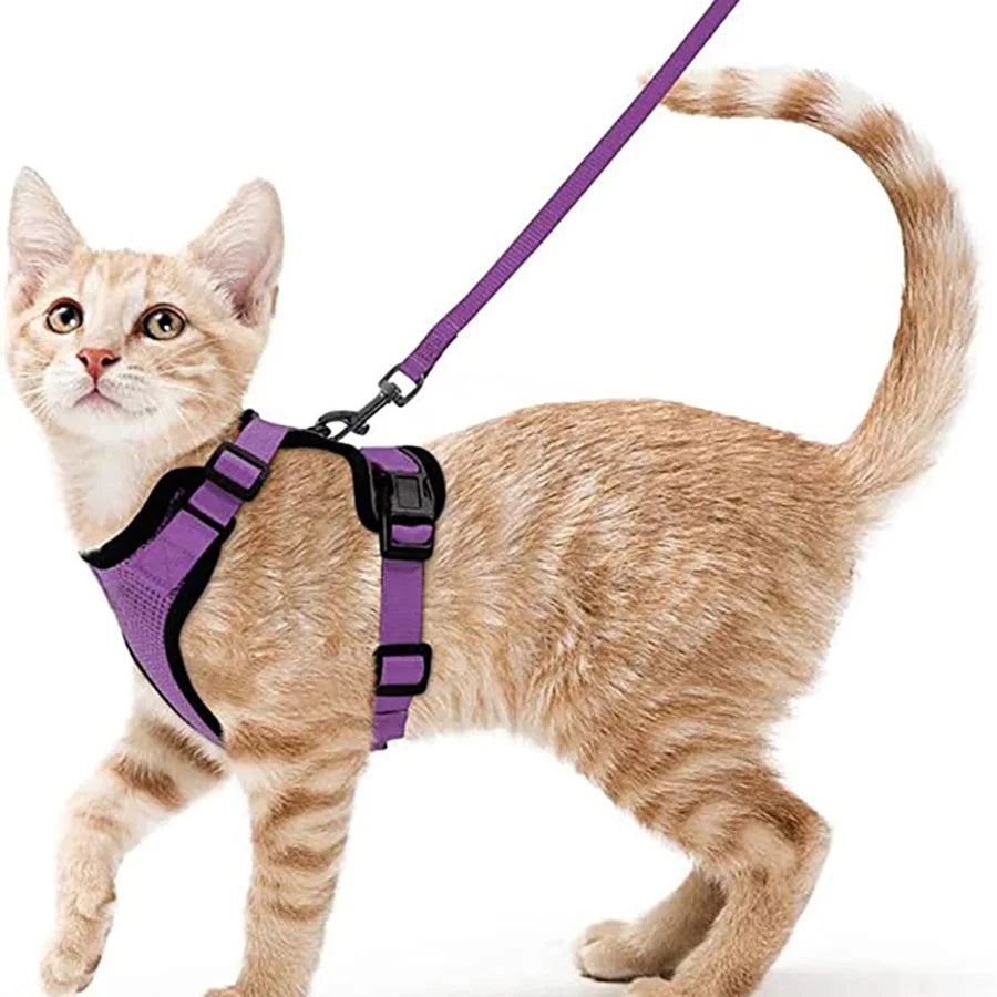 Give Your Cat the Comfort & Safety They Deserve!