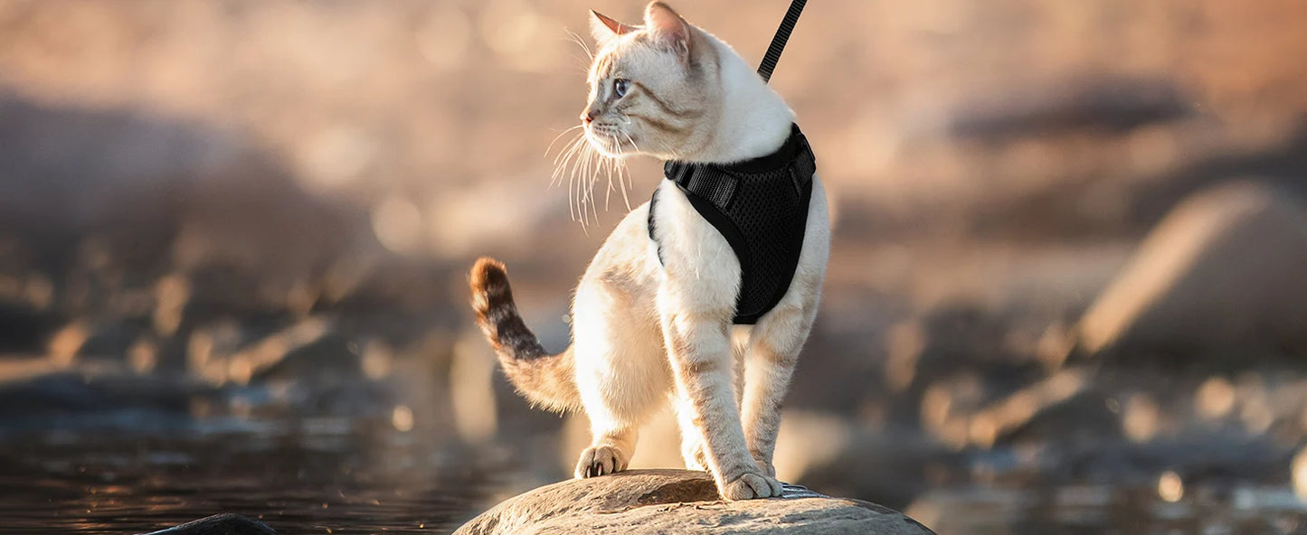 Give Your Cat the Comfort & Safety They Deserve!