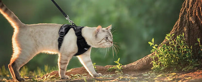 Give Your Cat the Comfort & Safety They Deserve!