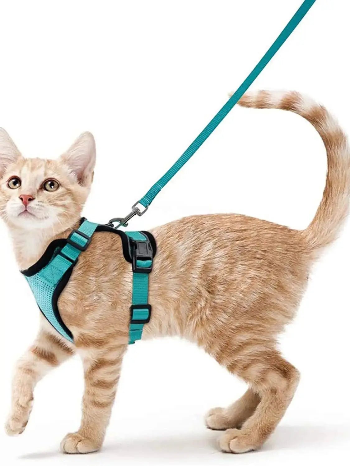 Give Your Cat the Comfort & Safety They Deserve!